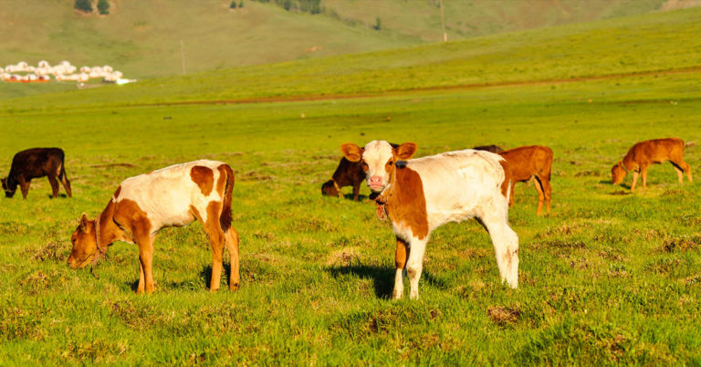 Entdecken Sie die Neuigkeiten und Anekdoten des Goldmarktes